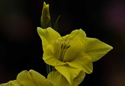 Posted by Ripple (VJ) : Corbett National Park : Yellow Flower...