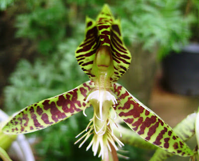 Catasetum garnetianum care and culture