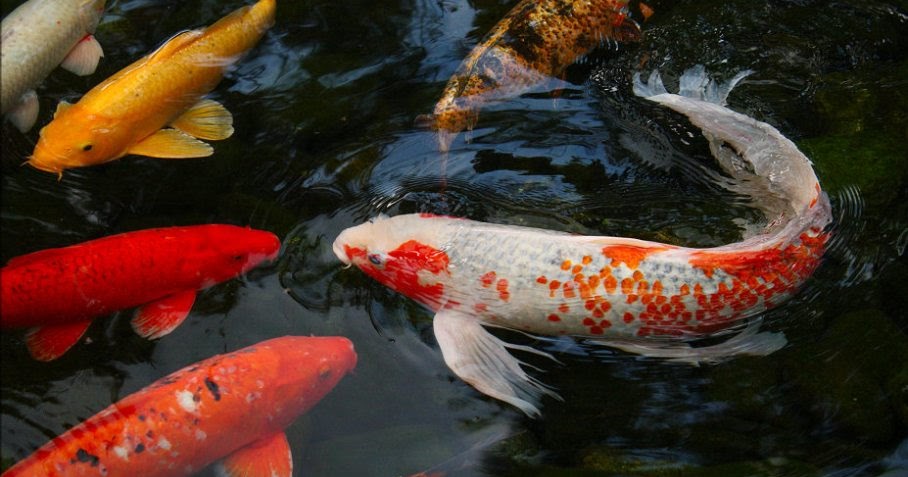 Article: "All About of Koi"_____Muhammad Awwabin KA447