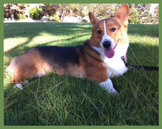 cute corgi dogs pictures