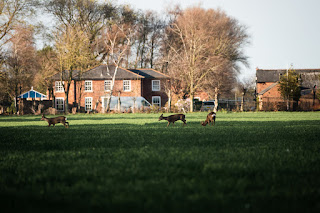 Deer Photo | Sutton Bridge | Sony RX10 IV