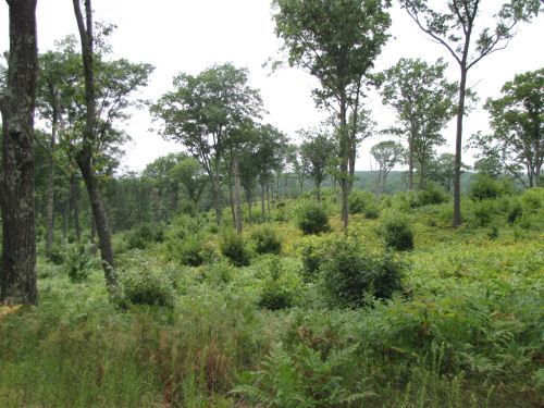 wooded hills view