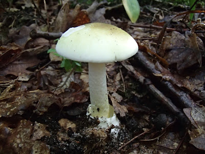 Amanita phalloides muchomor zielonawy