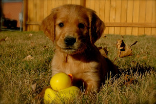 Irish Setter Puppy Picture