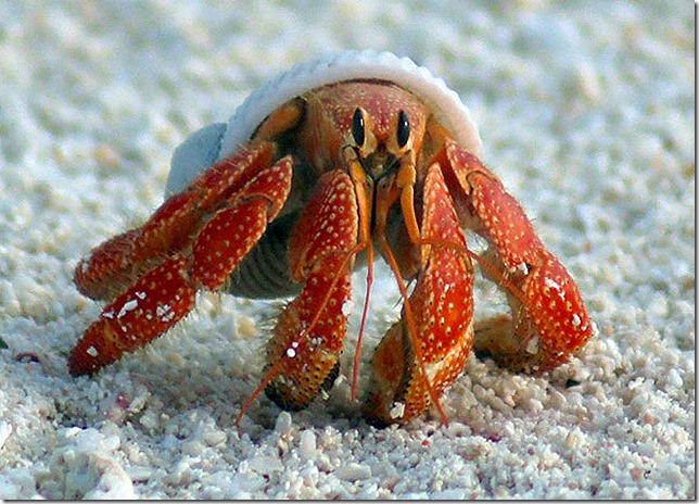 Herald Cay Hermit III