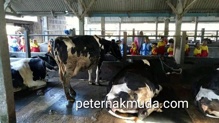 pentingnya menyayangi hewan  sejak kecil PeternakMuda