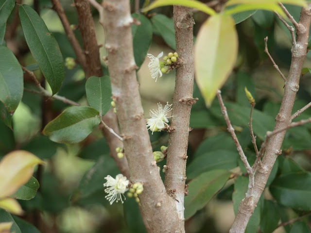 樹葡萄（嘉實果）花苞與開花