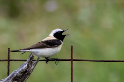 Eastern Black-eared Wheatear on rusty wire