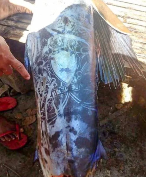 Mengejutkan, Ikan Bergambar Tato Di Sekujur Tubuhnya Tertangkap di Filipina