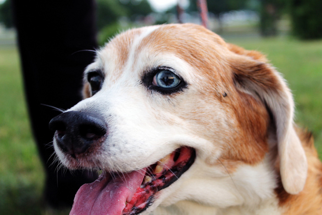 Cachorros com heterocromia ocular