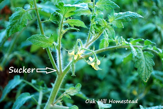 A tomato plant, with an arrow pointing to a growing sucker.