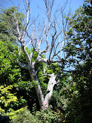 The dead, but left standing, tree had remarkable presence.