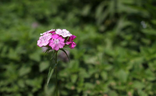 Sweet William Flowers Pictures