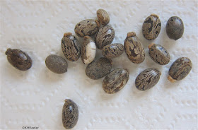 Seeds of castor, Ricinis communis