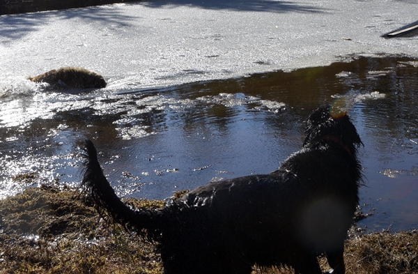 leonberger flat coated retriever