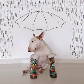 Dog owner has creative fun with his bull terrier (16 pics), Jimmy Choo the bull terrier, famous Instagram dog, funny dog illustrations