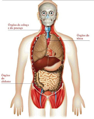 56_imagen-cuerpo-humano