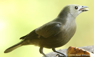 Palm Tanager