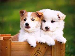 cute puppy pictures | cute puppies | puppies | dogs | puppy