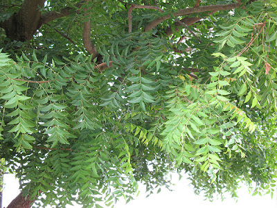 Neem Tree Picture