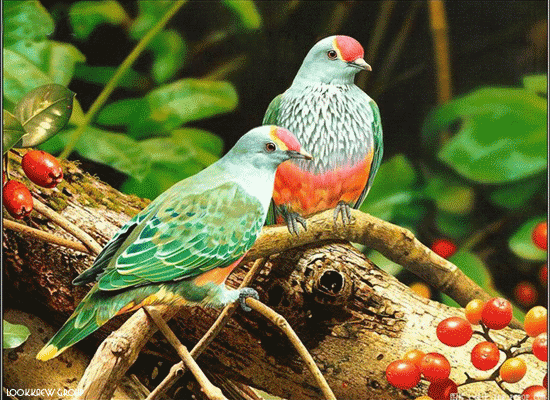 Gambar Gambar Animasi Burung Yang Keren Spref Fb