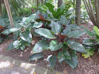 Philodendron Imperial Red care