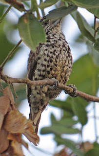 Ocellated Piculet