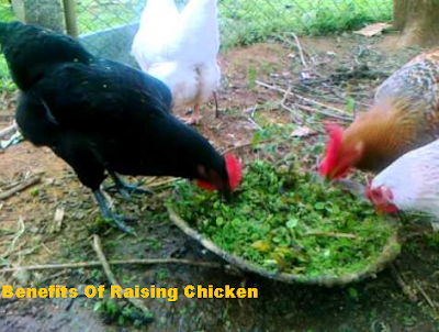 Benefits Of Raising Chicken