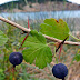 Coastal Black Gooseberry- A Ribes to rave about.