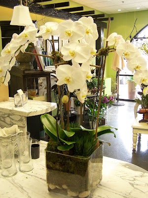 Fresh blooming orchid and succulent gardensshe will love it