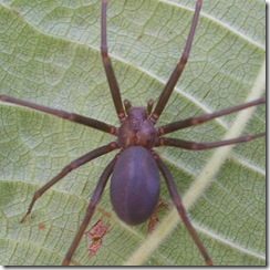 aranha