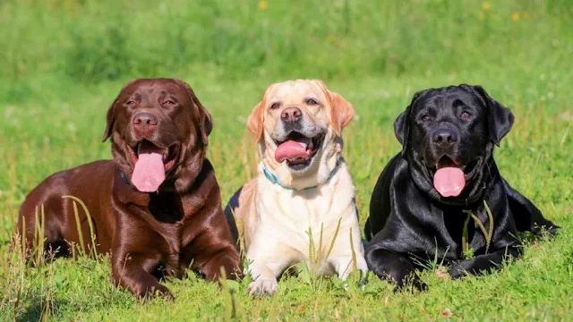 Labrador Retriever Köpek Irkı Nedir? Hakkında Bilmeniz Gerekenler