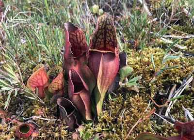 Purple pitcher plant - Sarracenia purpurea grow and care