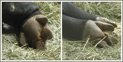tapir hooves