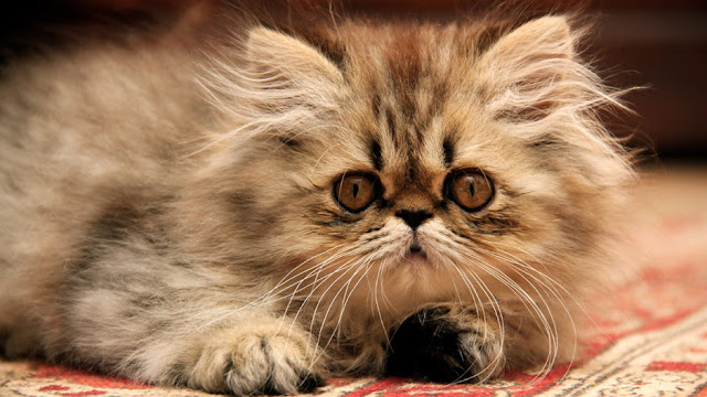 Persian cat