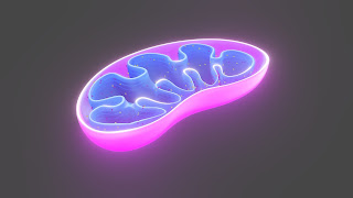 Mitochondrea in hindi