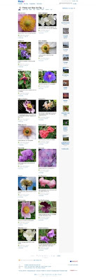 My Flickr Photos