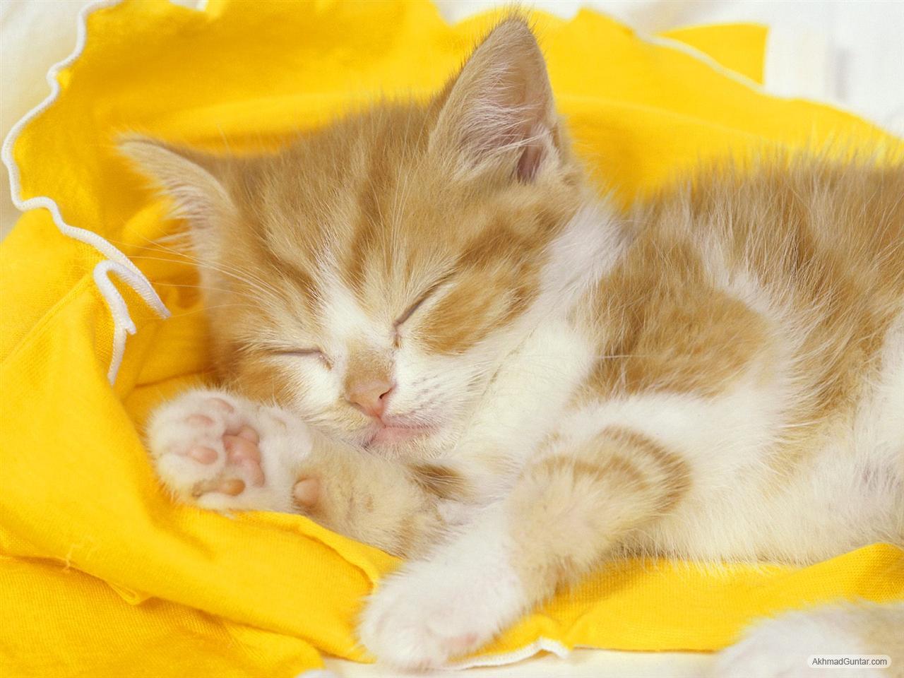Perawatan Kucing: Kucing imut lagi tidur