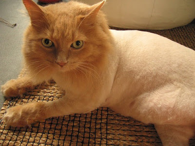 Shaved Pussy Cats