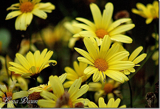 Nov3_Argyranthemum_ButterflyYellow