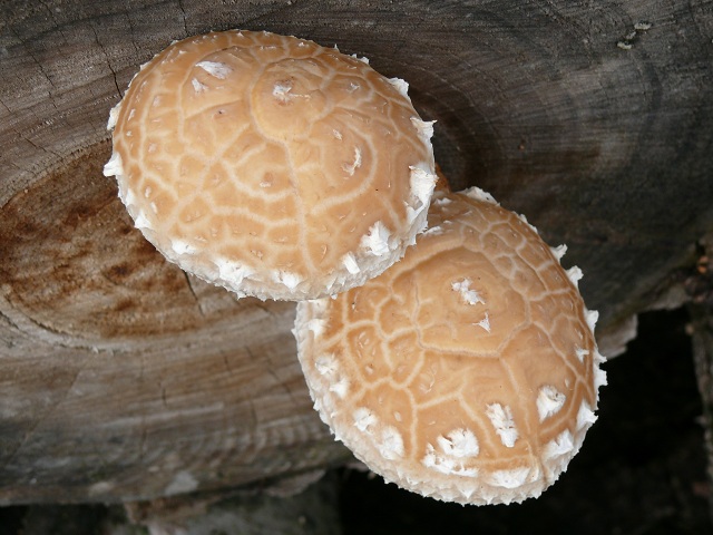 Hemipholiota populnea