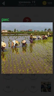 На полях находятся люди, которые в воде собирают рис