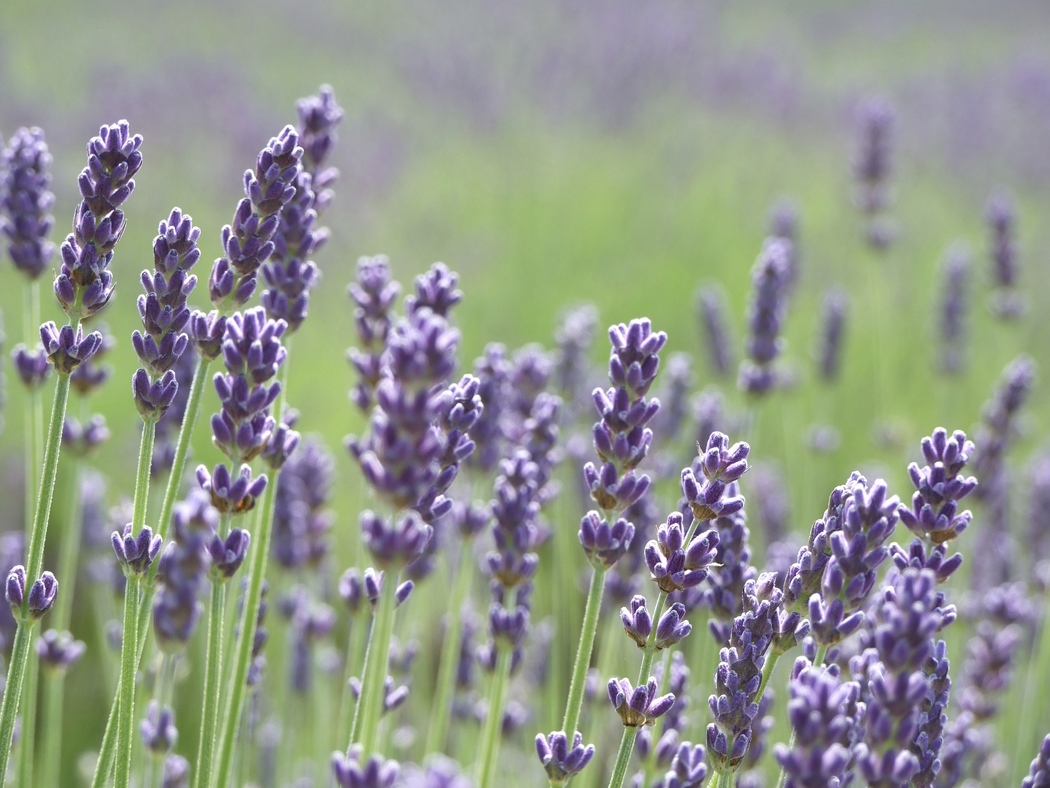 some lavender water on your pillowcase, or add a few drops of lavender ...