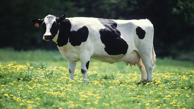 Cow