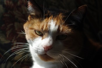Pentax K200D