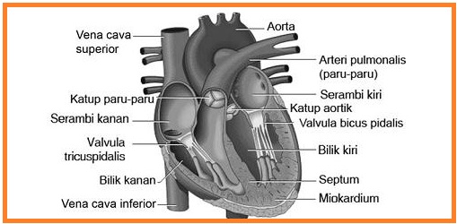 BIOLOGI GONZAGA: DETAIL JANTUNG MANUSIA