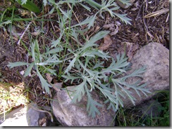 artemisias 012