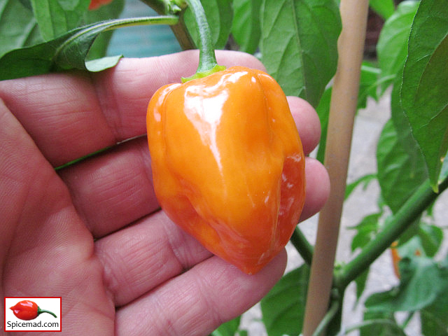 Orange Habanero - 14th August 2021