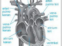 Sistem Peredaran Darah pada Manusia