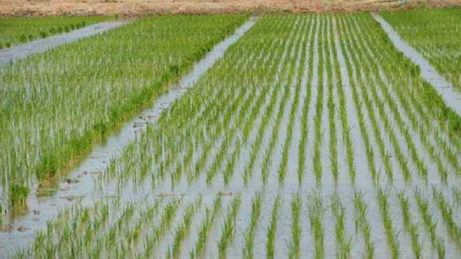 Excess Irrigation Over North India Shifting Monsoon Towards North West - report